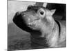 Esme, Two Month Old Hippopotamus, April 1973-null-Mounted Photographic Print