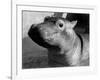 Esme, Two Month Old Hippopotamus, April 1973-null-Framed Photographic Print