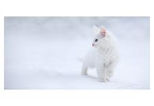 White as Snow-Esmée Prexus-Photographic Print