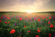 Field with Grass, Violet Flowers and Red Poppies against the Sunset Sky-ESOlex-Mounted Photographic Print