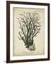 Esper Antique Coral I-Johann Esper-Framed Art Print