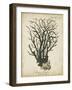 Esper Antique Coral I-Johann Esper-Framed Art Print