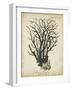 Esper Antique Coral I-Johann Esper-Framed Art Print