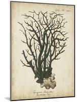 Esper Antique Coral I-Johann Esper-Mounted Art Print