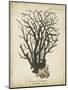 Esper Antique Coral I-Johann Esper-Mounted Art Print