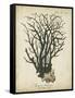 Esper Antique Coral I-Johann Esper-Framed Stretched Canvas