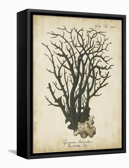 Esper Antique Coral I-Johann Esper-Framed Stretched Canvas