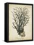 Esper Antique Coral I-Johann Esper-Framed Stretched Canvas