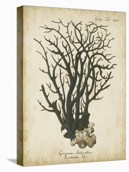 Esper Antique Coral I-Johann Esper-Stretched Canvas