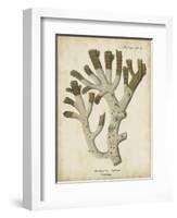 Esper Antique Coral II-Johann Esper-Framed Art Print