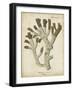 Esper Antique Coral II-Johann Esper-Framed Art Print