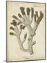 Esper Antique Coral II-Johann Esper-Mounted Art Print