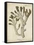Esper Antique Coral II-Johann Esper-Framed Stretched Canvas