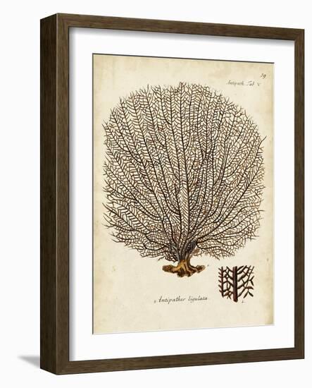 Esper Sea Fans I-Johann Esper-Framed Art Print