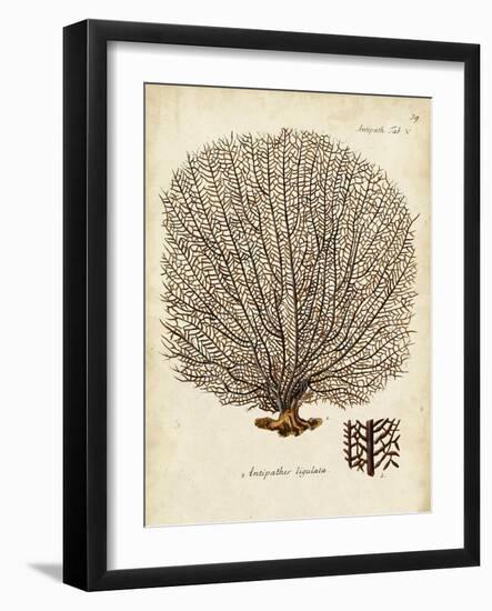 Esper Sea Fans I-Johann Esper-Framed Art Print