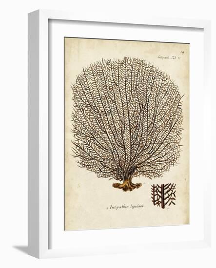 Esper Sea Fans I-Johann Esper-Framed Art Print