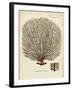 Esper Sea Fans I-Johann Esper-Framed Art Print