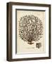 Esper Sea Fans I-Johann Esper-Framed Art Print