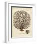 Esper Sea Fans I-Johann Esper-Framed Art Print