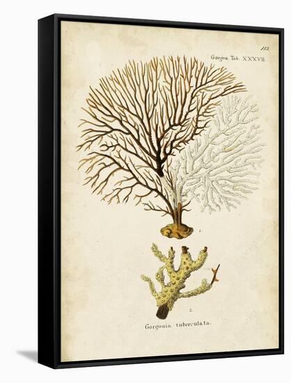 Esper Sea Fans V-Johann Esper-Framed Stretched Canvas