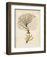 Esper Sea Fans V-Johann Esper-Framed Art Print