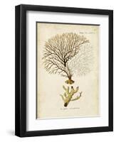 Esper Sea Fans V-Johann Esper-Framed Art Print