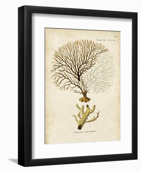 Esper Sea Fans V-Johann Esper-Framed Art Print