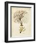 Esper Sea Fans V-Johann Esper-Framed Art Print