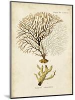 Esper Sea Fans V-Johann Esper-Mounted Art Print