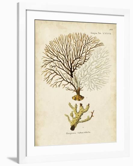 Esper Sea Fans V-Johann Esper-Framed Art Print