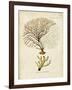 Esper Sea Fans V-Johann Esper-Framed Art Print