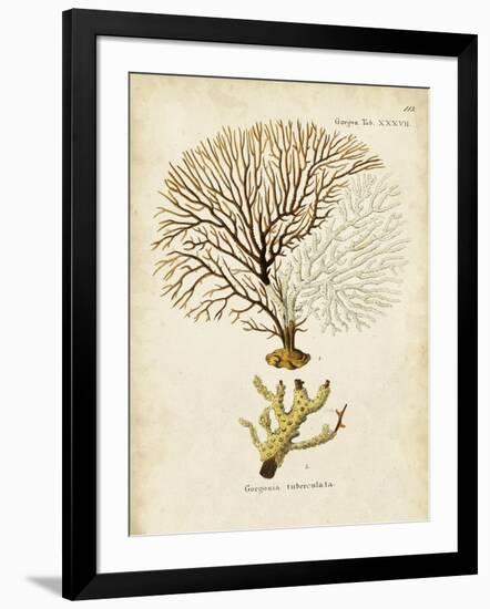 Esper Sea Fans V-Johann Esper-Framed Art Print