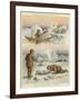 Esquimaux Hunting Walrus and Seals-null-Framed Giclee Print