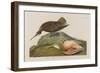 Esquimax Curlew, 1834-John James Audubon-Framed Giclee Print