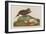 Esquimax Curlew, 1834-John James Audubon-Framed Giclee Print