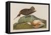 Esquimax Curlew, 1834-John James Audubon-Framed Stretched Canvas