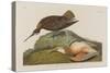 Esquimax Curlew, 1834-John James Audubon-Stretched Canvas