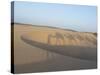 Essaouira Beach Camel Shadows, Morocco, North Africa, Africa-Charles Bowman-Stretched Canvas