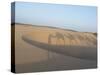Essaouira Beach Camel Shadows, Morocco, North Africa, Africa-Charles Bowman-Stretched Canvas