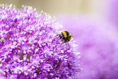 Honey Bee on Violet Allium-essentialimagemedia-Laminated Photographic Print