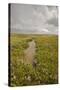 Established Saltmarsh with Common Sea Lavender (Limonium Vulgare) Growing on Saltmarsh, Essex, UK-Terry Whittaker-Stretched Canvas