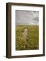 Established Saltmarsh with Common Sea Lavender (Limonium Vulgare) Growing on Saltmarsh, Essex, UK-Terry Whittaker-Framed Photographic Print