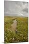Established Saltmarsh with Common Sea Lavender (Limonium Vulgare) Growing on Saltmarsh, Essex, UK-Terry Whittaker-Mounted Photographic Print