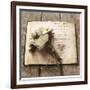 Estate Anemones-Cristin Atria-Framed Art Print