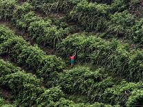 Female Farm Worker Picks Up Dragon Fruit in Ticuantepe, Nicaragua, September 26, 2006-Esteban Felix-Framed Photographic Print