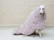 Greyhound Wearing a Pink Rug-Estelle Klawitter-Mounted Photographic Print