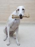 Greyhound with a Bone-Estelle Klawitter-Framed Stretched Canvas