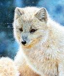 Curious - Eurasian Lynx Kitten-Esther van Hulsen-Giclee Print