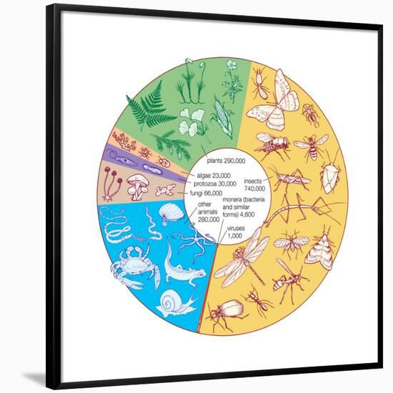 Estimated Number of known Living Species. Biosphere, Earth Sciences-Encyclopaedia Britannica-Framed Poster