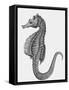 Etching of the Singular Little Species of Pipe Fish Known as the Sea Horse-null-Framed Stretched Canvas